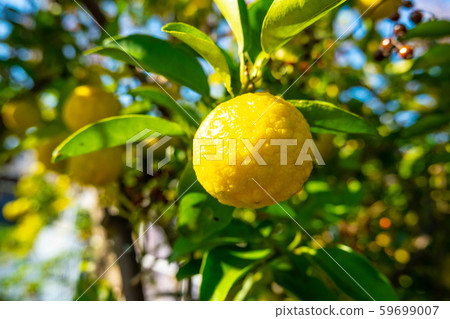 Citron Citron 59699007