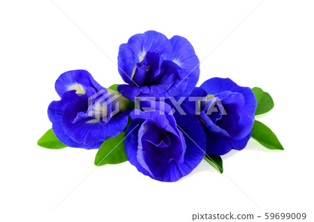 Blue butterfly pea flowers isolated on white background 59699009