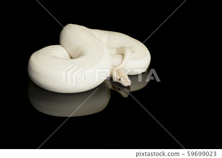 Pretty white king python snake curled up on black 59699023