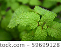 Lemon balm 59699128