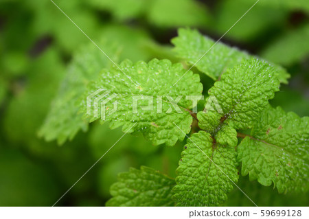 Lemon balm 59699128