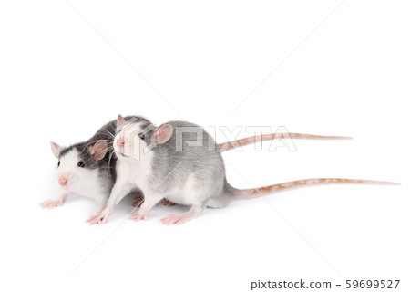 Two young gray rats isolated on white background. Two young gray rats isolated on white background. 59699527