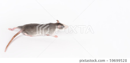 Young gray rat isolated on white. Rodent pets. 59699528