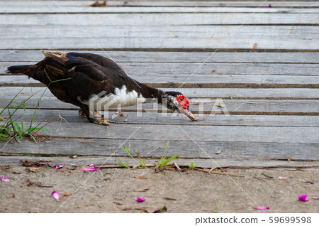 Muscovy duck in domestic park. Muscovy duck in domestic park. 59699598