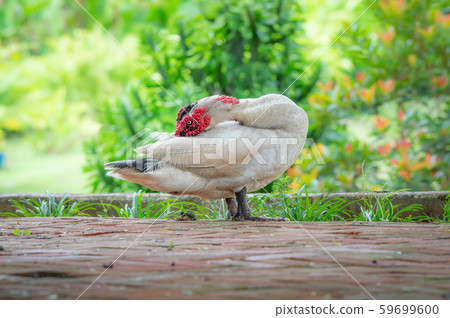 Muscovy duck in domestic park. 59699600