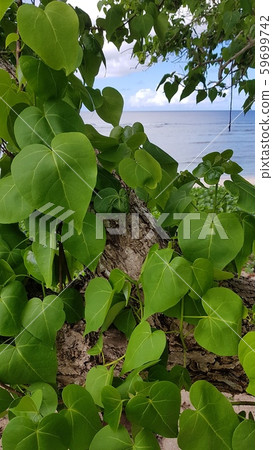 Sea and green 59699742