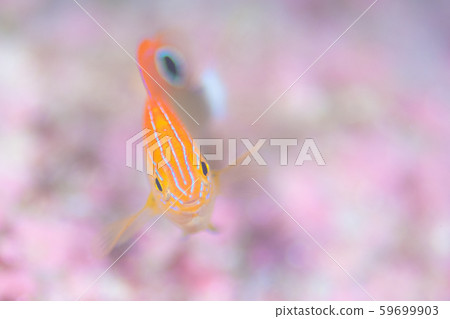Damselfish Damselfish 59699903