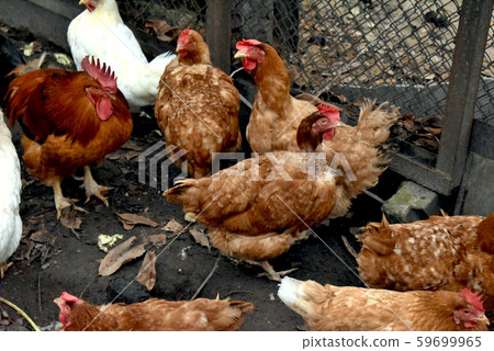 Brown hens in the poultry yard. 59699965