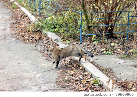 Wild cat for a walk. 59699966
