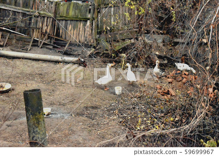 Domestic geese 59699967