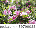 Azalea 59700088