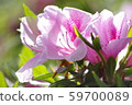 Azalea 59700089