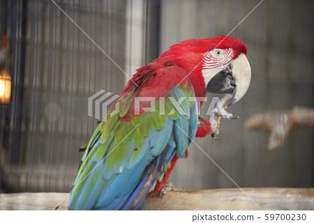 Green-winged Macaw Green-winged Macaw 59700230