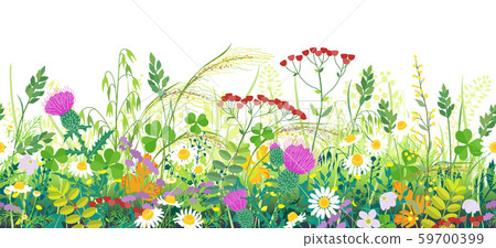 Summer Meadow Plants Seamless Border 59700399