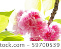 Double cherry blossoms 59700539