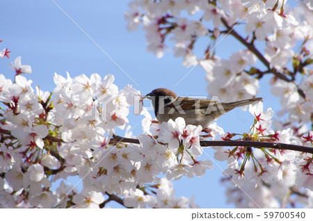 Cherry blossom 59700540