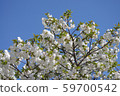 Cherry Blossoms	 59700542