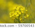 Rape blossoms 59700543