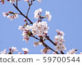 Cherry Blossoms   59700544