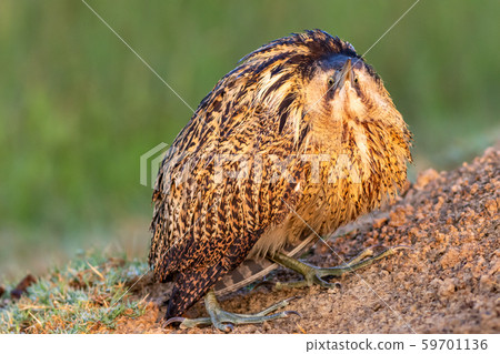 eurasian bittern or great bittern or botaurus stellaris portrait in beautiful green background during winter migration of birds at keoladeo national park or bird sanctuary, bharatpur, rajasthan, india eurasian bittern or great bittern or botaurus stellaris portrait in beautiful green background during winter migration of birds at keoladeo national park or bird sanctuary, bharatpur, rajasthan, india 59701136