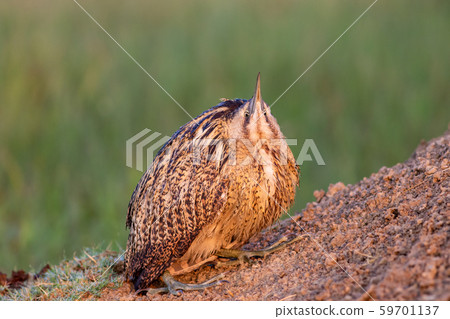 eurasian bittern or great bittern or botaurus stellaris portrait in beautiful green background during winter migration of birds at keoladeo national park or bird sanctuary, bharatpur, rajasthan, india 59701137