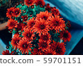 chrysanthemum. 59701151