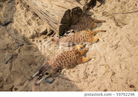 Meerkat Meerkat 59702296