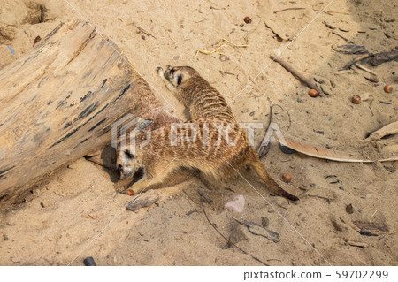 Meerkat resting Meerkat resting 59702299