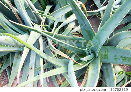 蘆薈 59702519