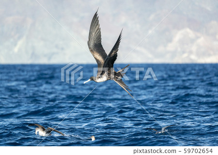 Frigate bird while fighting for a fish catch 59702654