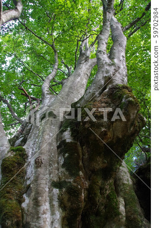 Huge tree of beech 59702984