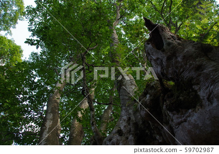 Huge tree of beech 59702987