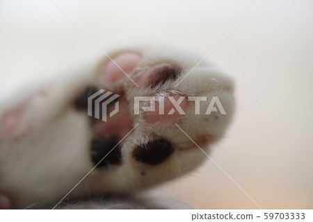 貓爪 貓爪 59703333
