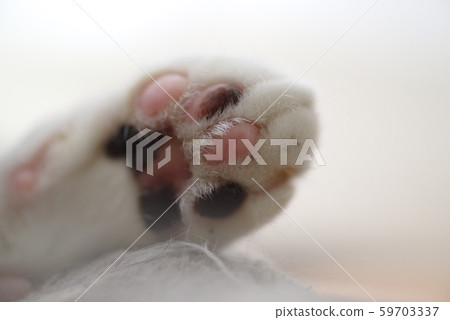 Cat paws 59703337