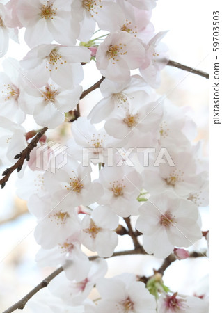 櫻花 櫻花 59703503