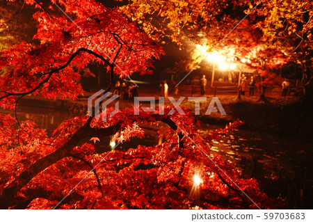 A park with autumn leaves shining beautifully illuminated 59703683