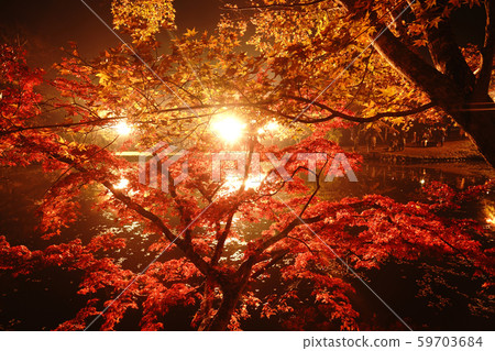 A park with autumn leaves shining beautifully illuminated 59703684