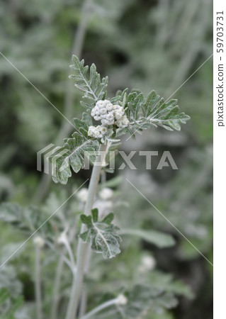 Silver ragwort Cirrus 59703731
