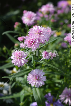 Michelmas daisy Starletta 59703741