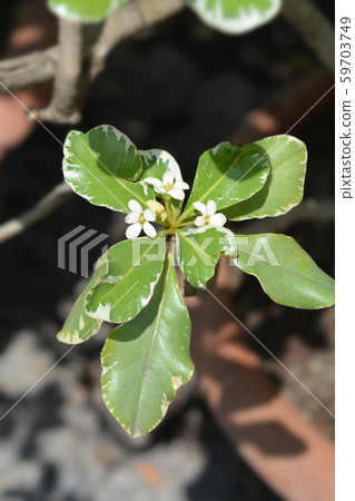 Variegated Japanese Mock Orange 59703749