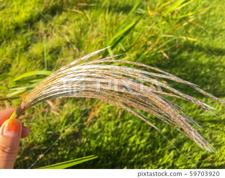 Young Pampas Grass, Autumn Pampas Grass Young Pampas Grass, Autumn Pampas Grass 59703920