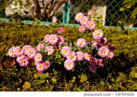 菊花 59704569