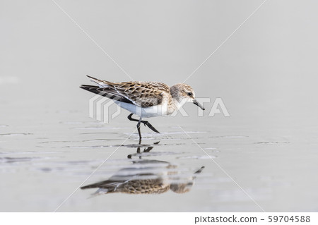 土嫩幼鳥 土嫩幼鳥 59704588