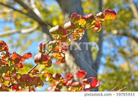 Trees: Families Families 59705933