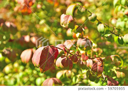 樹木：家庭 59705935