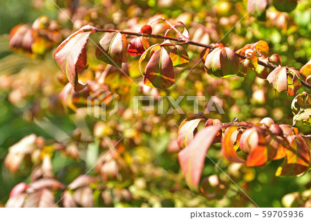 Trees: Families Families 59705936