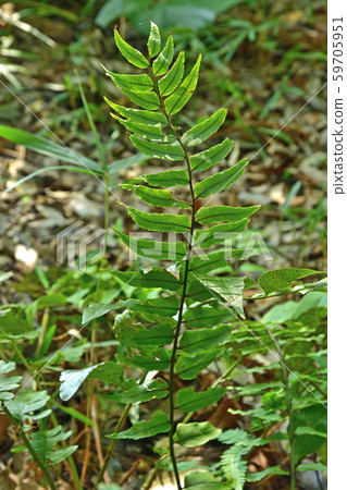 Plant: Yamabush Cycad (Ouridae) Plant: Yamabush Cycad (Ouridae) 59705951