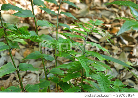 植物：山灌木蘇鐵科（Ouridae） 59705954