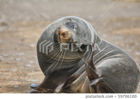 Young fur seal Young fur seal 59706100
