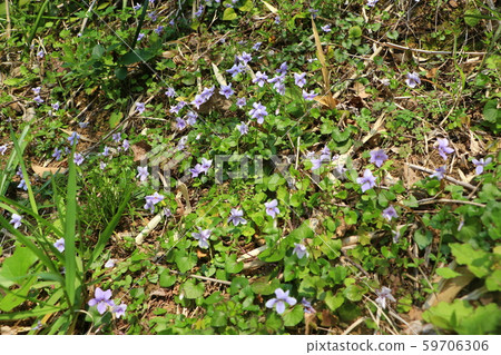 Violet Violet 59706306